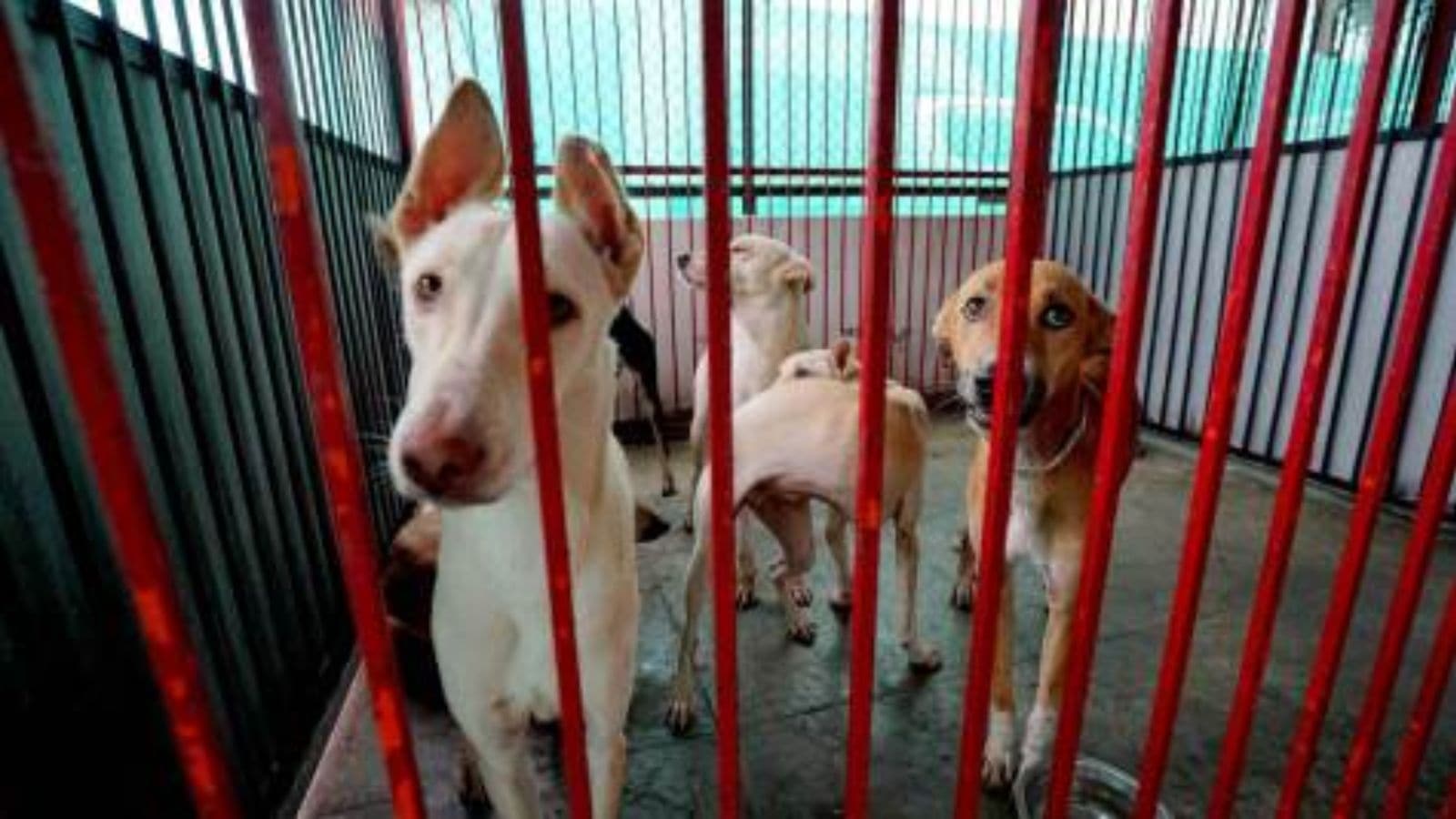 maheshspanicker's tweet card. SC orders dog shelters: The Supreme Court also sought a status report from authorities on the implementation of its directions on handling stray dogs when it hears the matter again after 6 weeks.