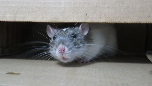 Tech_Networks's tweet card. As humans, we live in our thoughts: from pondering what to make for dinner to daydreaming about our last beach vacation. Now, new research from scientists at Janelia suggests that animals also...