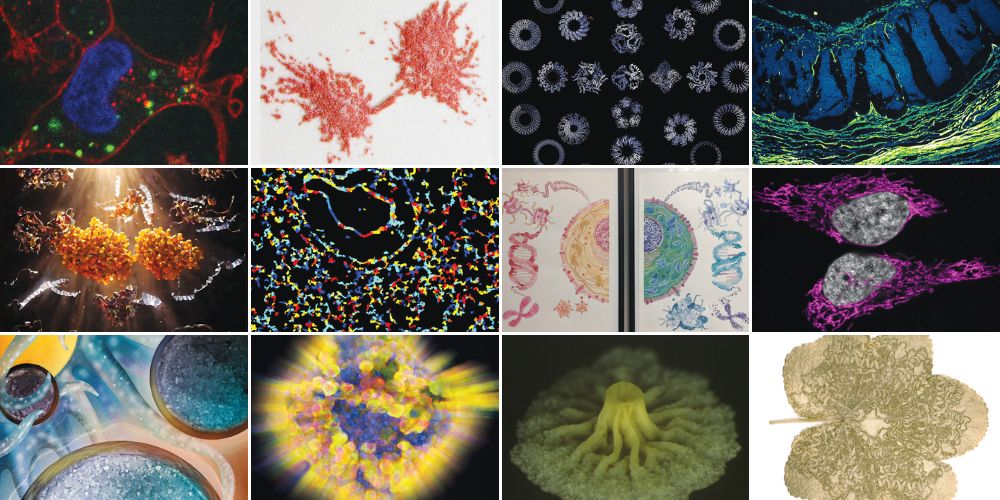 TrumanLab's tweet card. The 12 winning works of art that will be featured in the 2025 ASBMB calendar were selected from 37 entries received from scientists in both academia and industry at all career stages with submissions...