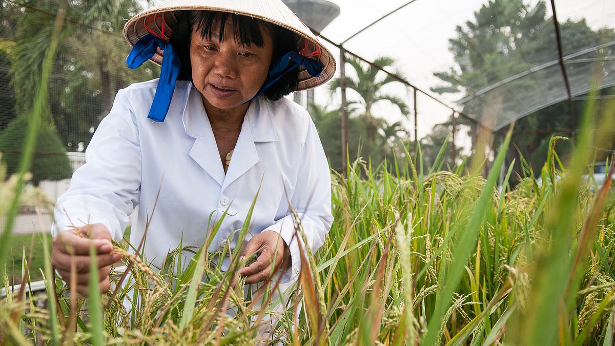 _spaceshipearth's tweet card. As salinization threatens crops and ecosystems, farmers and policy makers seek solutions