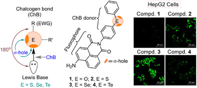 angew_chem's tweet card. This work highlights the importance of chalcogen bonding in improving the uptake of small molecules in mammalian cells. The uptake strongly depends on the nature of chalcogen atom and the compounds...