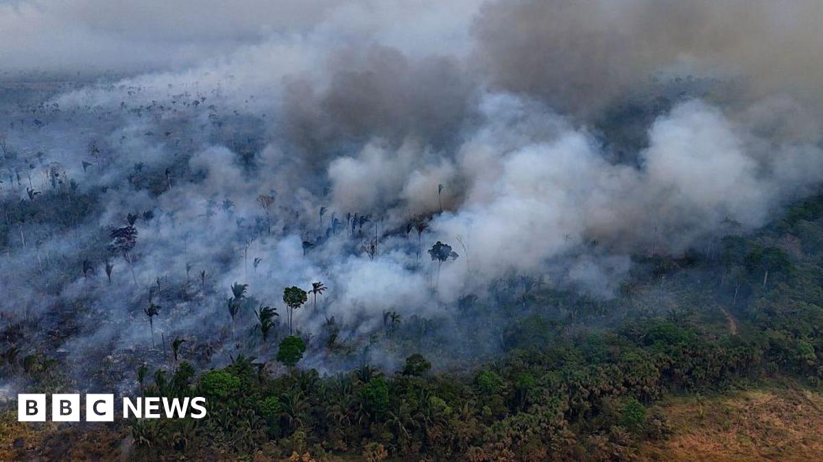LibDemGraham's tweet card. Tropical forests provide a buffer against climate change, but disappeared faster than ever recorded last year.