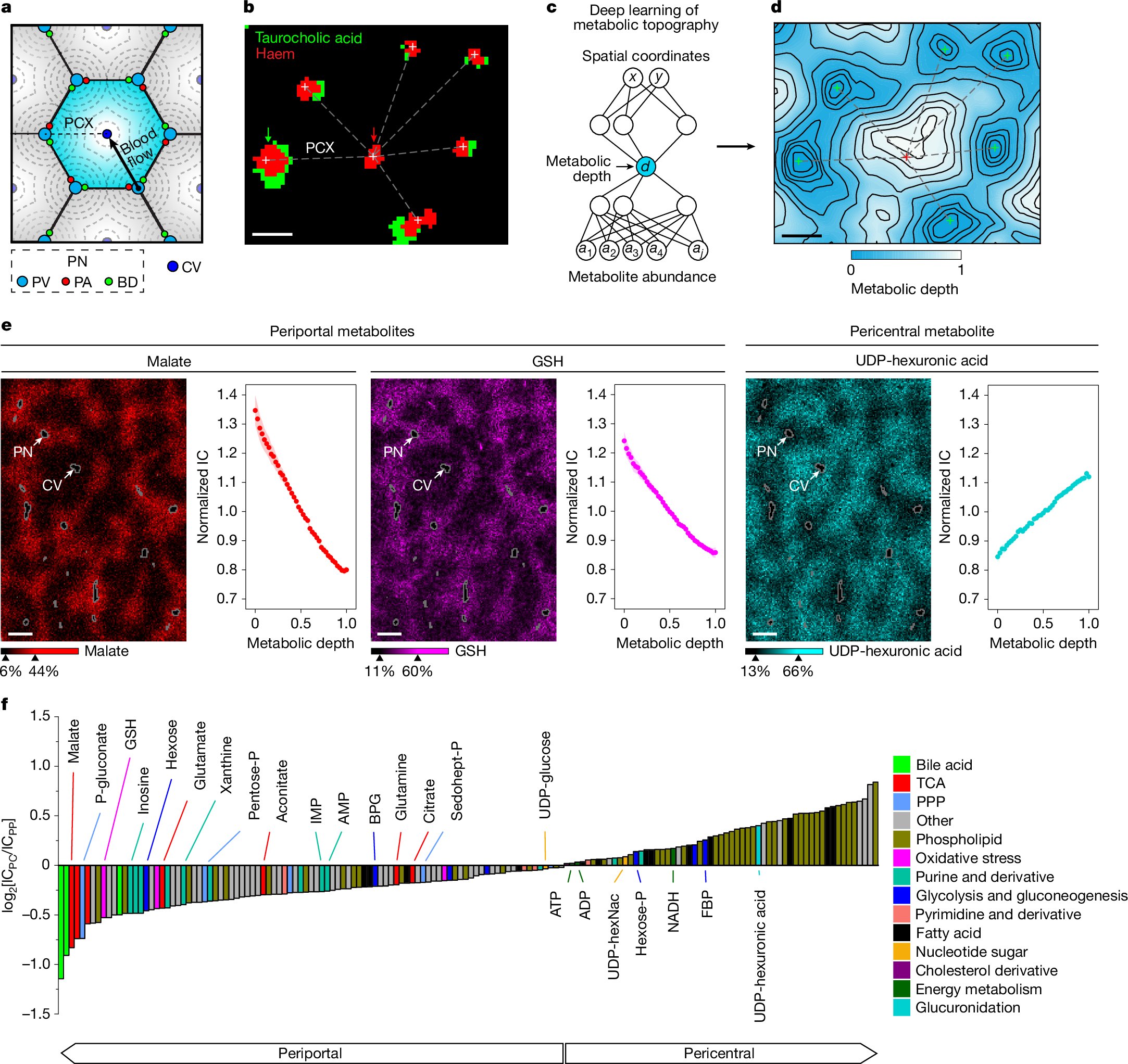 MarcusDGon's tweet card. Nature - Mapping of spatial metabolic gradients in the mouse liver and intestine identifies fructose-induced focal derangements in liver metabolism.