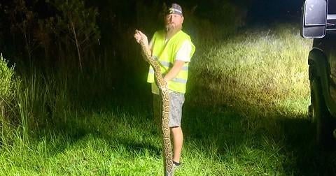 WittyNewsDaily's tweet card. Ronald Kiger, who caught 20 Burmese pythons, won $10,000. Donna Kalil got a $2,500 prize for catching 19 snakes.