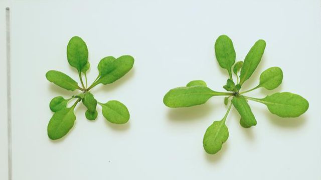 Tech_Networks's tweet card. What if your house plant could tell you your water isn’t safe? Scientists are closer to realizing this vision, having successfully engineered a plant to turn beet red in the presence of a banned,...