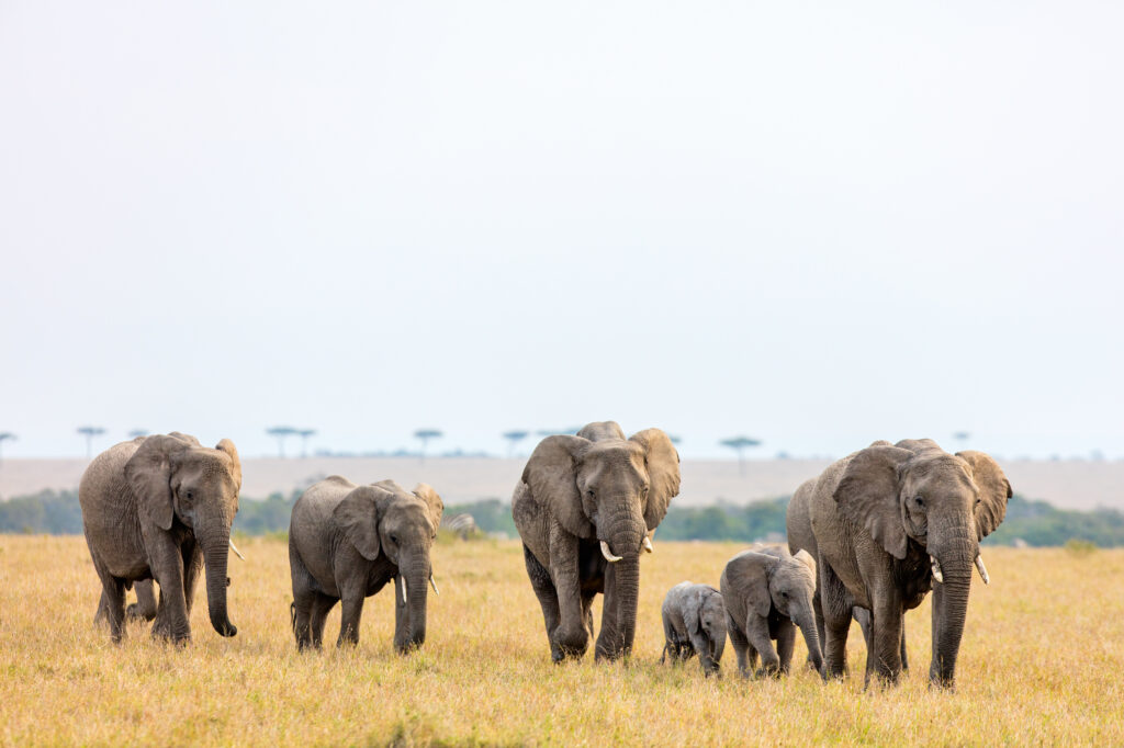 CodeDrivenData's tweet card. In this first part, we explore how to migrate a PostgreSQL database to a ClickHouse database via Change Data Capture (CDC) method.