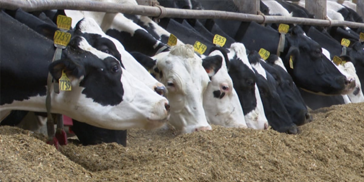 wcax's tweet card. Funding is available for dairy farms to help them boost long-term success.