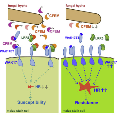 FreddyBoutrot's tweet card. Zuo et al. show that the fungus Fusarium graminearum secretes a group of fungal-specific CFEM proteins, which target the interacting proteins of the wall-associated receptor kinase ZmWAK17. This...