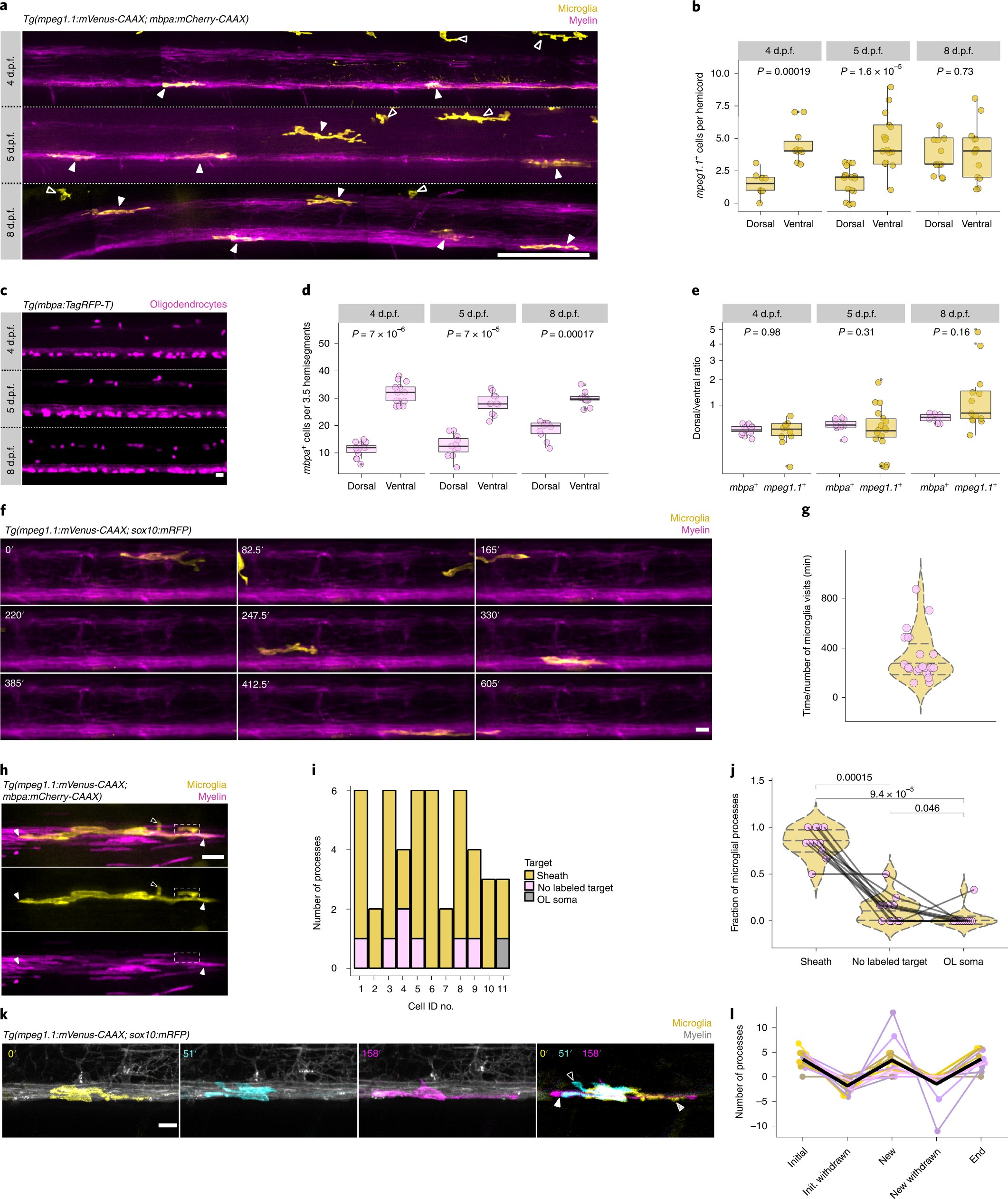 eyolab's tweet card. Nature Neuroscience - Microglia refine the developing CNS by engulfing excess neurons and synapses. Hughes and Appel here show that microglia also prune myelin sheaths in a neuronal...