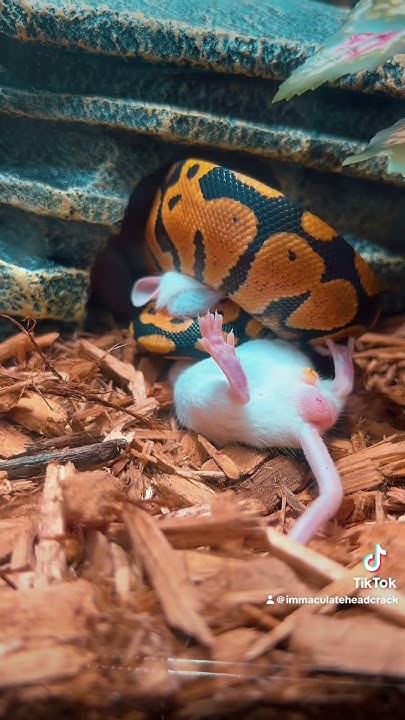 Headcrack446's tweet card. #snake #reptiles #ballpythonmorph ball python pastel