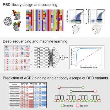CellCellPress's tweet card. A machine-learning-guided, protein engineering method enables the prediction of how SARS-CoV-2 RBD combinatorial mutations will impact therapeutic antibody escape and ACE2 affinity. This method...