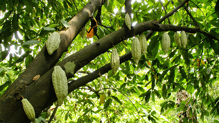 binmasterusa's tweet card. Nestlé has unveiled a patented technique that uses more of the cocoa fruit in chocolate production, aiming to reduce waste and improve yield for farmers.