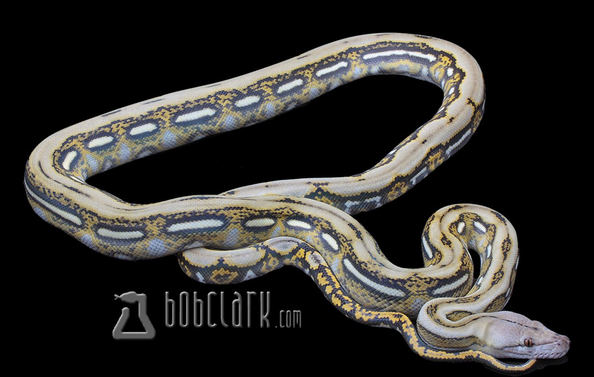 PythonBobClark's tweet card. LAYBUY NOT AVAILABLE 2023-8-12maleretic_tiger_mws
