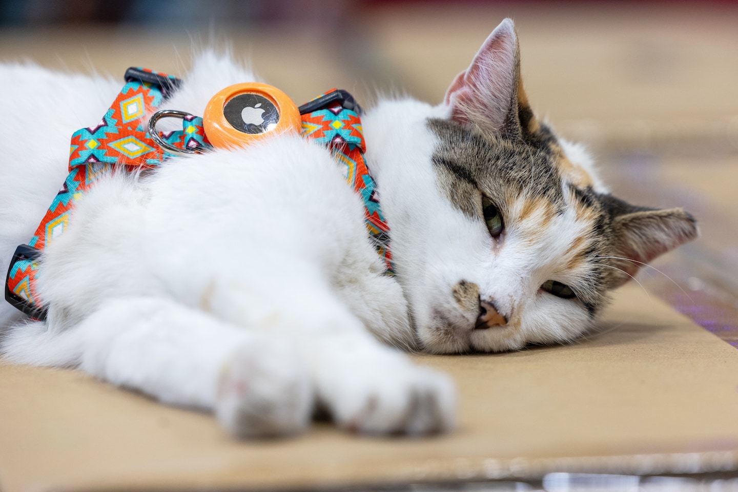 washingtonpost's tweet card. Francine, the beloved cat from a Richmond Lowe's, was found in Garysburg, North Carolina, after a two-week search.