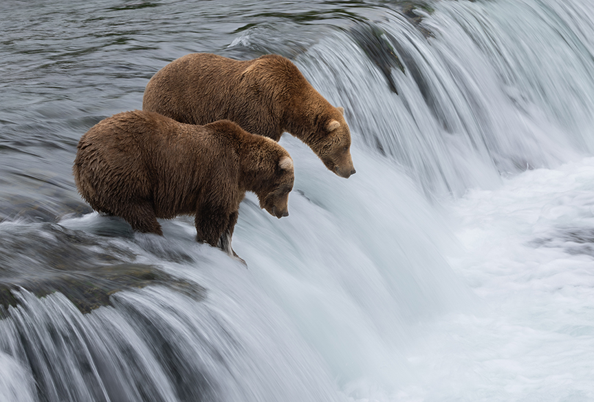 ExplorersWeb's tweet card. From bears snacking on salmon to wildebeest crossing the Okavango Delta, here are the best live wildlife streams of this month.