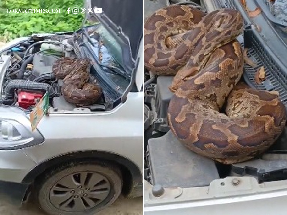 lokmattimeseng's tweet card. Snake in BJP Leader’s Car: 7-Foot Python Found Inside Bonnet of Nagendra Pratap Singh's Car in Barabanki (Watch Video) - A huge 7-foot python was discovered under the bonnet of BJP leader Nagendra...