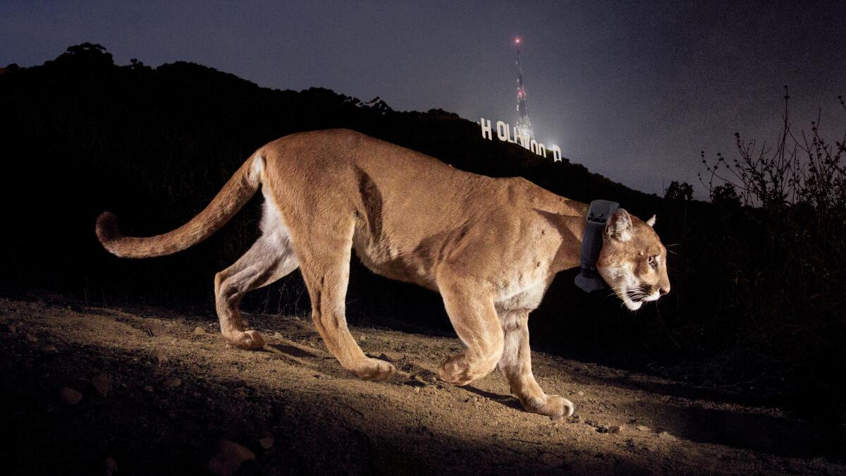latimes's tweet card. The mountain lion P-22, who lived in the heart of Los Angeles for more than a decade and became the face of an international campaign to save Southern California's threatened pumas, was euthanized...