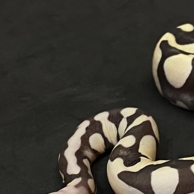 moreballpython's tweet card. 再來藝球 One More Ball Python （球蟒繁殖） (@one_more_ball_python) • Instagram photos and videos