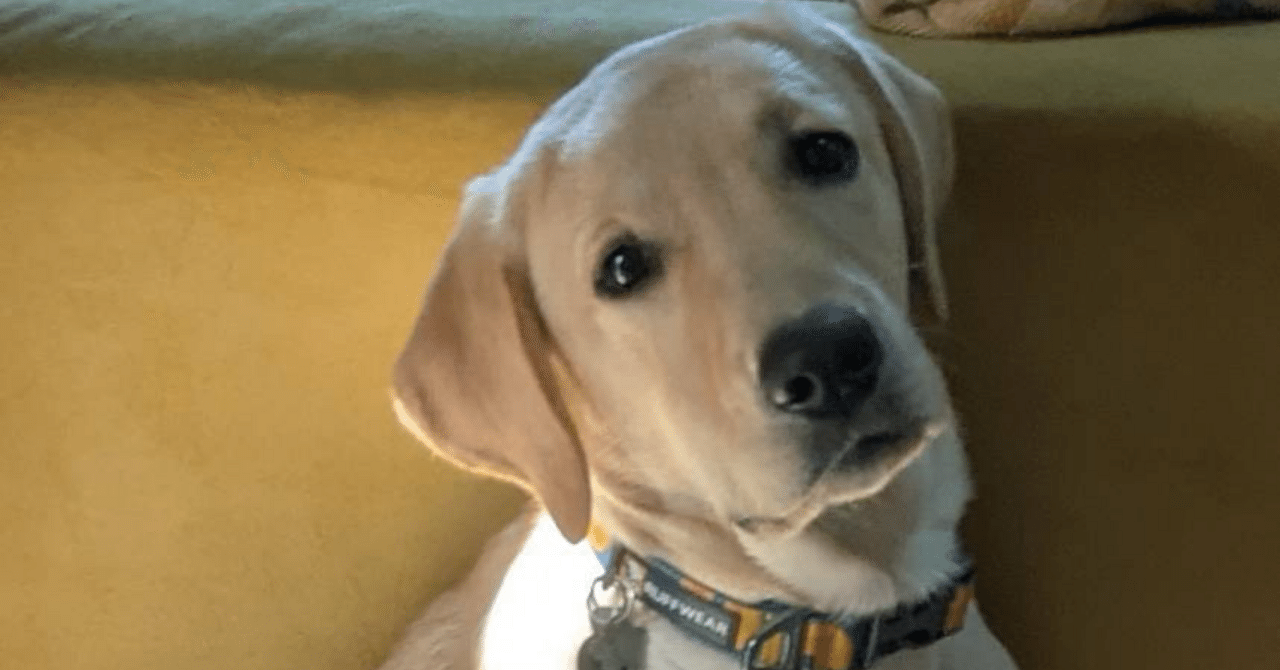 note_PR's tweet card. 親愛なる愛犬ロムルスへ。 とか何とか言っちゃって、めっちゃ手前で裏切ることになるが、キミが私にとって親愛なる愛犬であるかどうかは現時点で大変疑わしい。ごめん。ただ今後の私達の関係性がそうなってほしいと願う私の個人的な希望的観測である。 キミの名はロムルス、半年前に我が家に来たラブラドール・レトリバー。名前の由来は、映画「エイリアン：ロムルス」がその頃ちょうど上映していて、それを家族で一緒に観...
