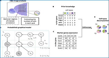 RNASeqBlog's tweet card. Spatial transcriptomics maps gene expression across tissues, posing the challenge of determining the spatial arrangement of different cell types. However, spatial transcriptomics spots contain...