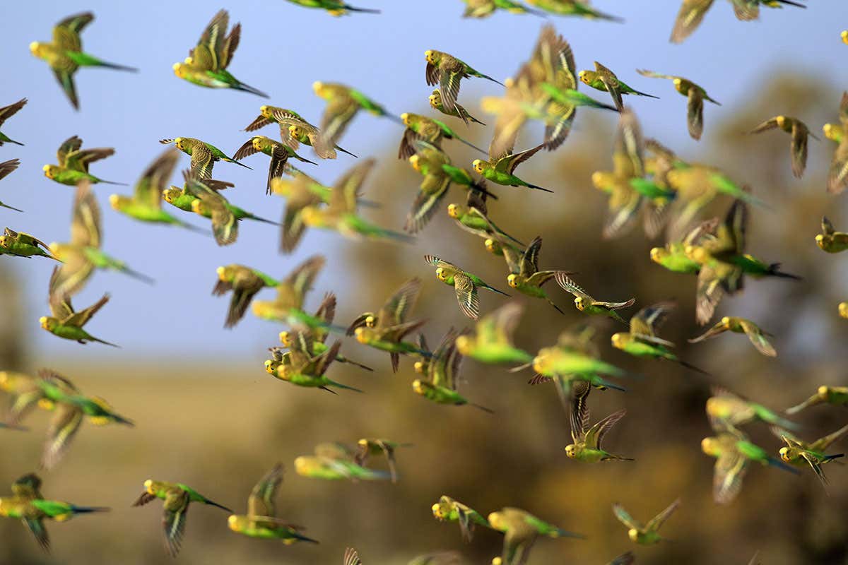 DatacabSolution's tweet card. Birds have in-built air traffic control How do birds avoid crashing into each other when approaching head-on? They have an in-built preference for veering right. The finding may contribute to the...