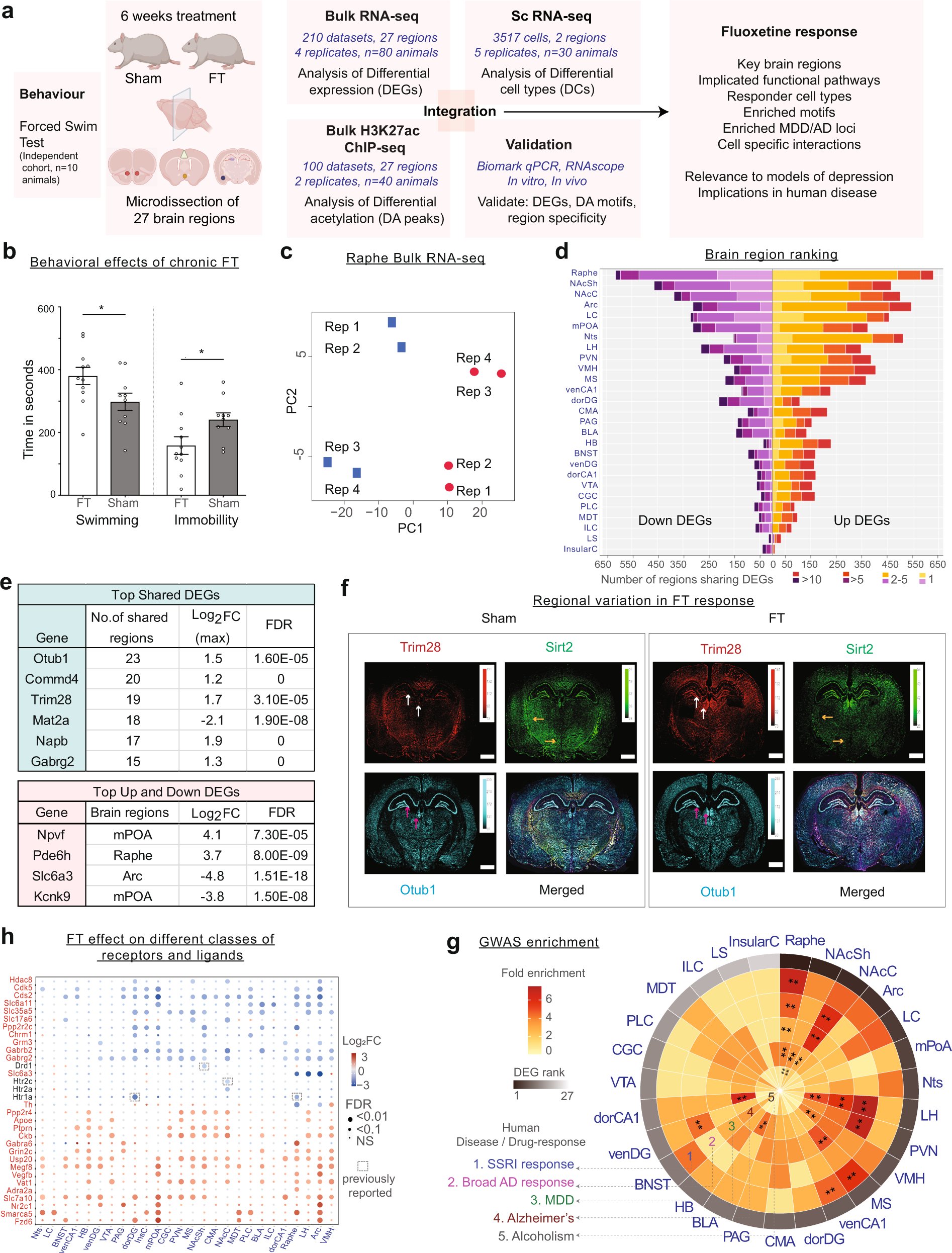 braincrank_nr's tweet card. Molecular Psychiatry - Integrative multi-omics landscape of fluoxetine action across 27 brain regions reveals global increase in energy metabolism and region-specific chromatin remodelling