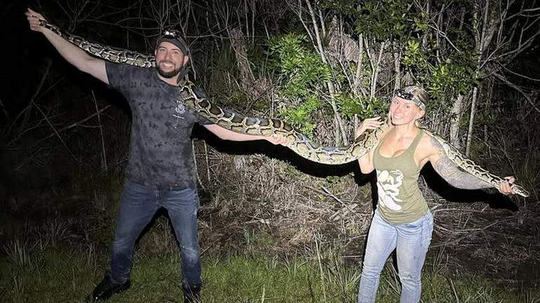 Radio_TribunaNY's tweet card. Taylor Stanberry se convirtió en la primera mujer en ganar el Florida Python Challenge 2025, capturando 60 pitones birmanas en los Everglades y llevándose el gran premio de $10,000. La competencia,...