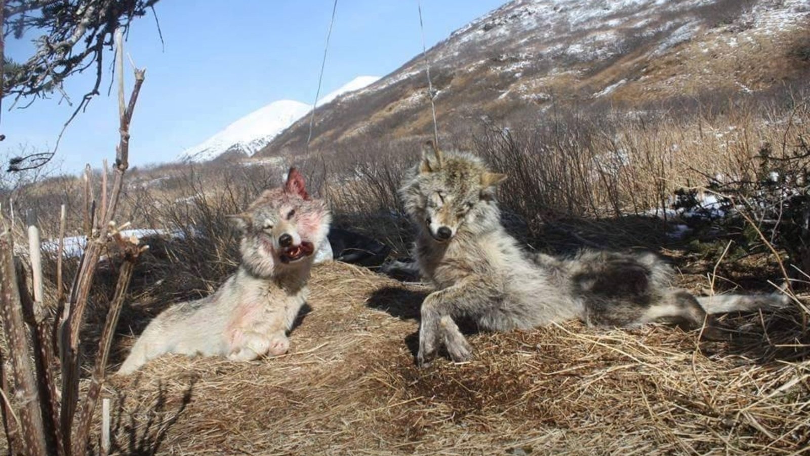 ImageTechSol's tweet card. Stop Facebook from allowing sadistic hunting pages