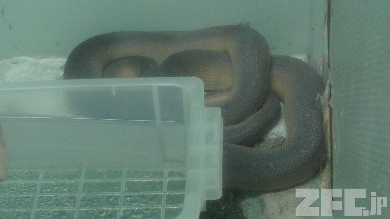zfc_jp_en's tweet card. Japanese zoos and aquariums video.