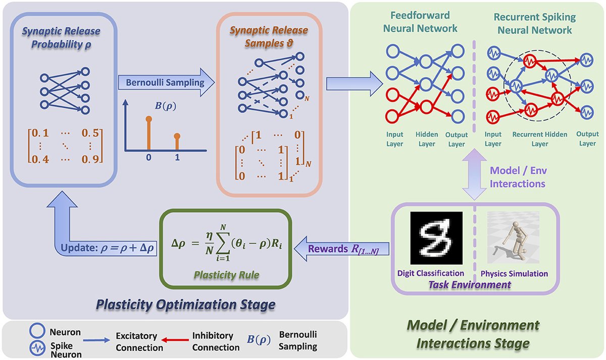 FrontNeurosci's tweet card. Synaptic plasticity underlies adaptive learning in neural systems, offering a biologically plausible framework for reward-driven learning. However, a questio...