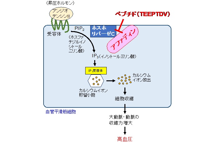 UTokyo_News's tweet card. 血圧を調節する新規分子を発見 －新たな高血圧治療への展開－ | 東京大学