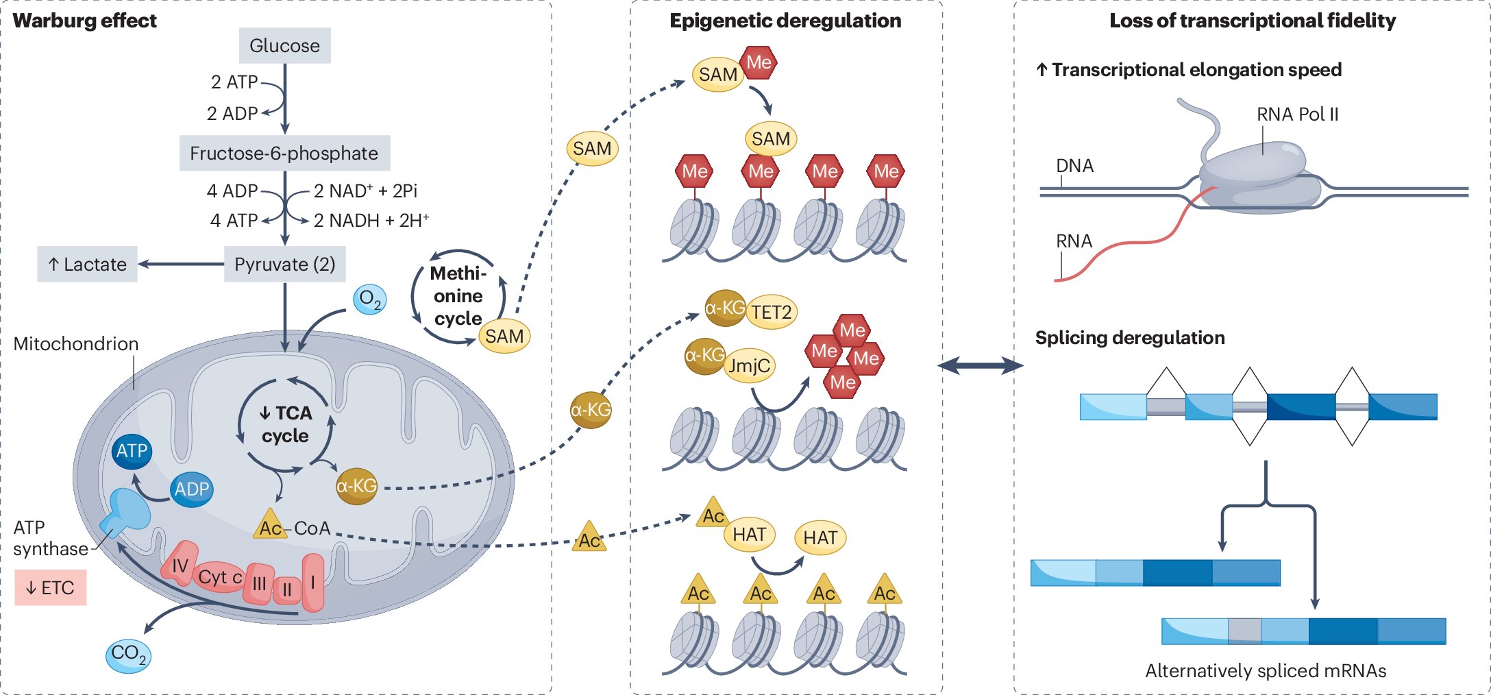 organelletx's tweet card. Nature Reviews Cancer - In this Perspective, Lazure and Gomes argue that metabolic changes that occur as a result of ageing may shape tumour initiation and progression and the development of...