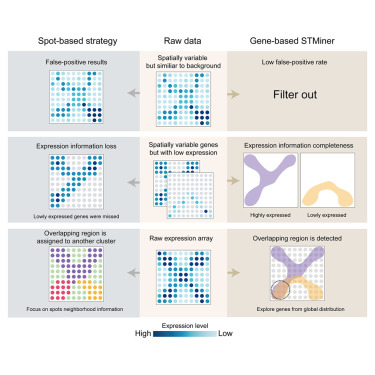 CellGenomics's tweet card. STMiner considers the impact of uneven sampling in spatial transcriptomics data on downstream analyses, enabling effective identification of genes with spatial characteristics and their spatial...