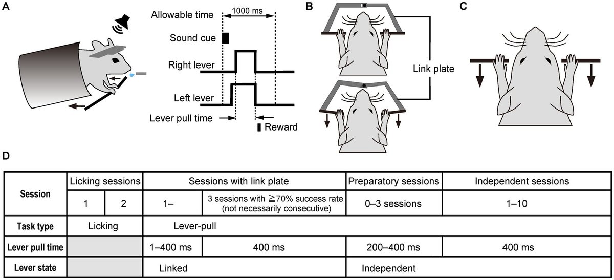 FrontNeurosci's tweet card. Bimanual movements consist of simultaneous and nonsimultaneous movements. The neural mechanisms of unimanual and nonsimultaneous bimanual movements have been...