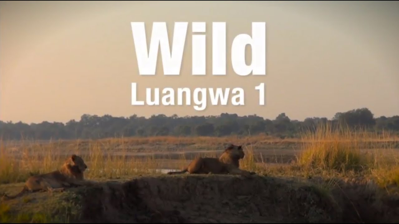Springboard_Inc's tweet card. Wild Luangwa...Part 1