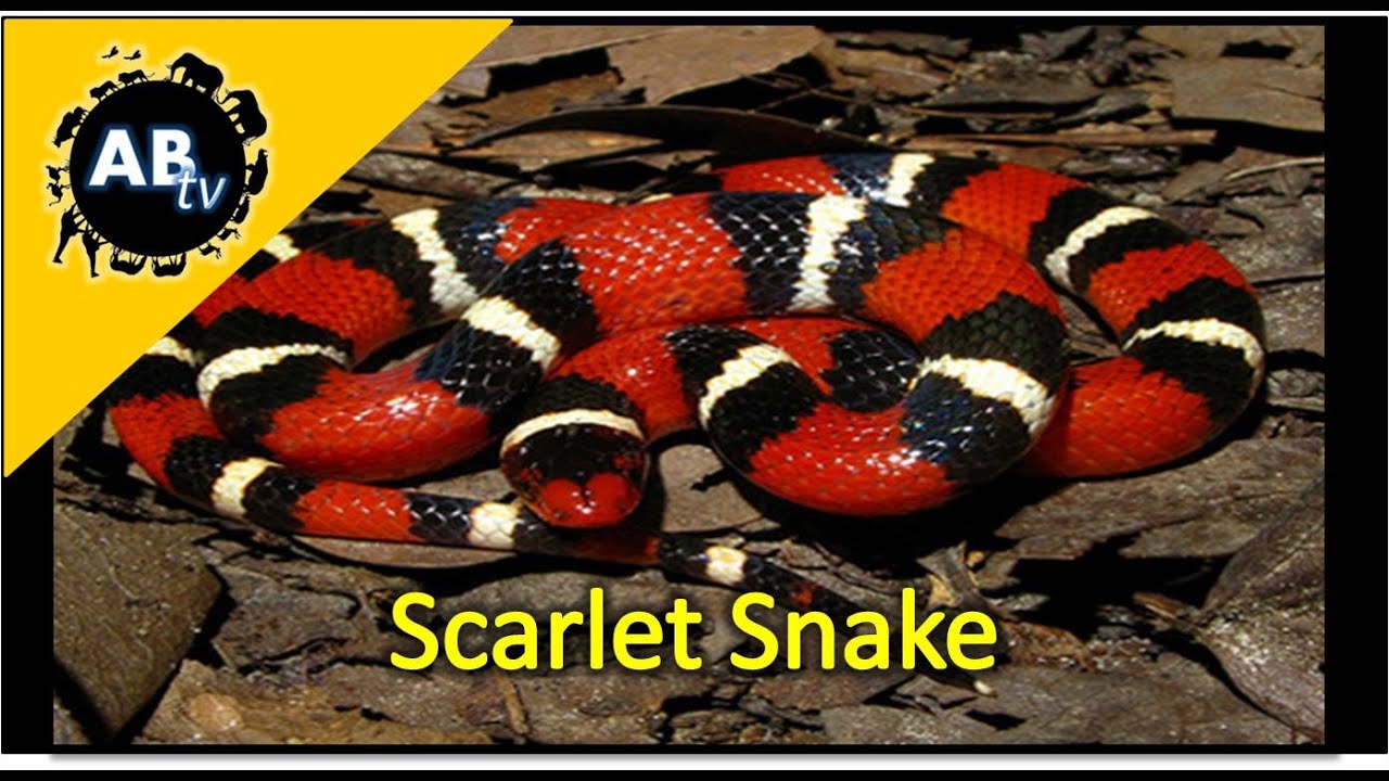 ThePythonHunter's tweet card. Scarlet Snake : The Python Hunter : AnimalBytesTV