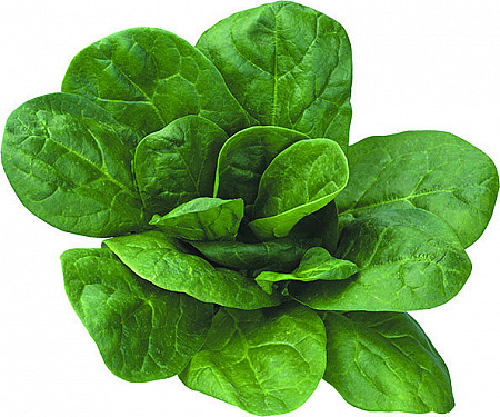 ModProblemSolv's tweet card. Researchers put human heart stem cells inside the veins of spinach leaves—and the cells contracted like a beating heart for three weeks. The experiment may pave the way to one day create heart ti...