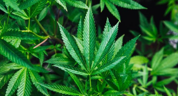 HempEdification's tweet card. The Legalise Cannabis Party will seek to recreate the high from the party's success in Victoria's election when NSW goes to the polls in March.