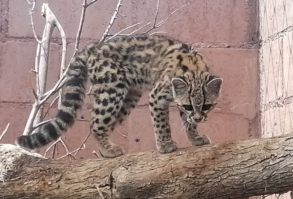 SintesisHgo's tweet card. la Unidad de Rehabilitación de Fauna Silvestre, informó que se llevará a cabo la liberación de 22 ejemplares de distintas especies en su hábitat natural