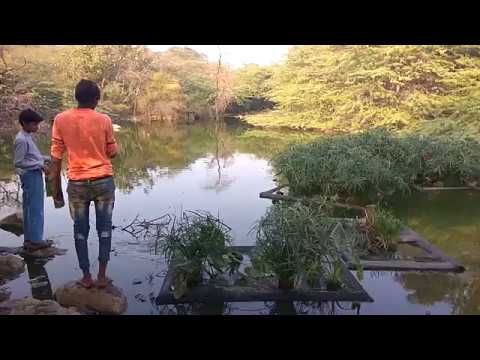 SEBisnotabrand's tweet card. Floating Wetlands in Vasant Vihar, Delhi