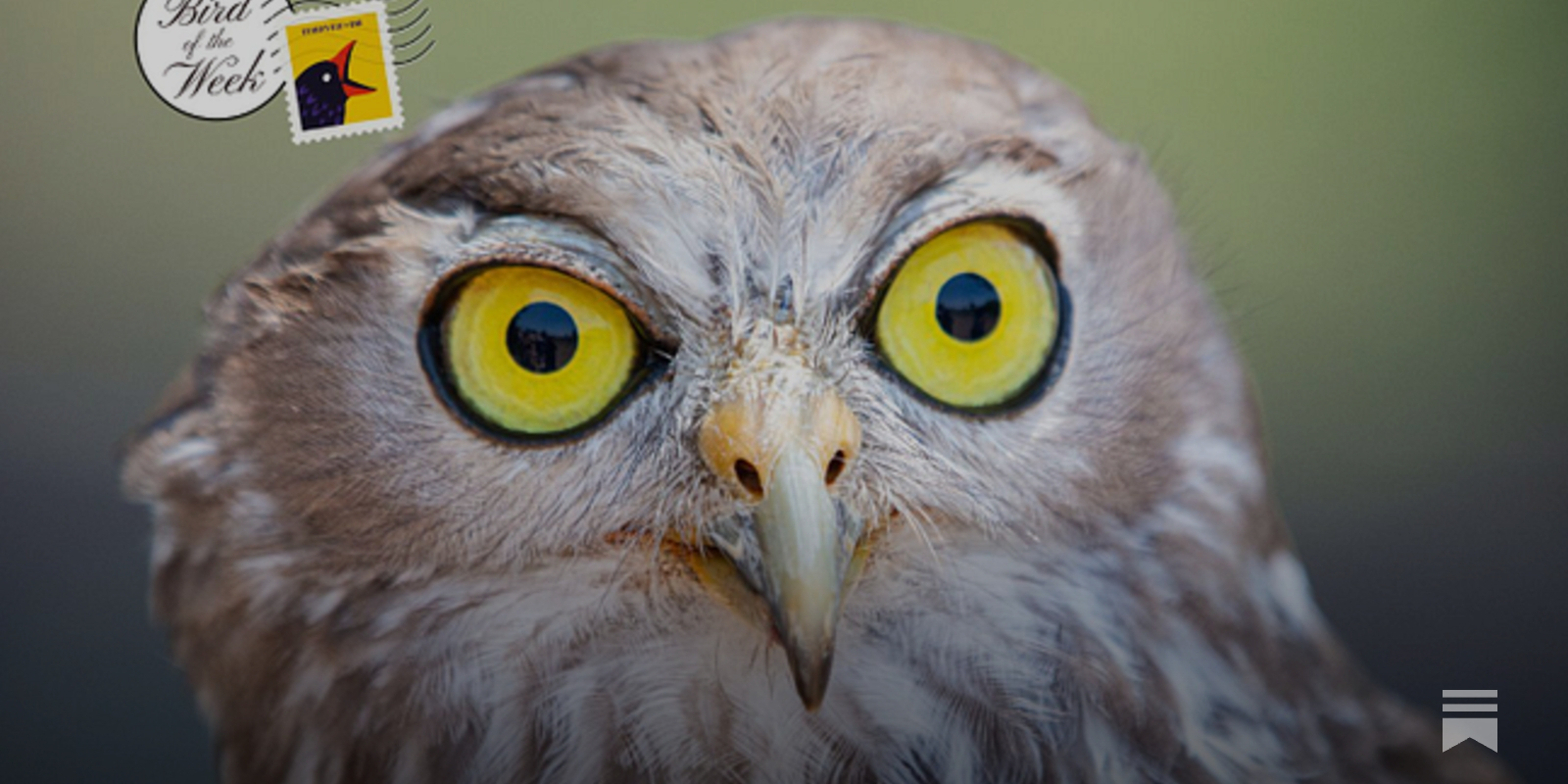 discourse_blog's tweet card. Headphones on. Volume all the way up.