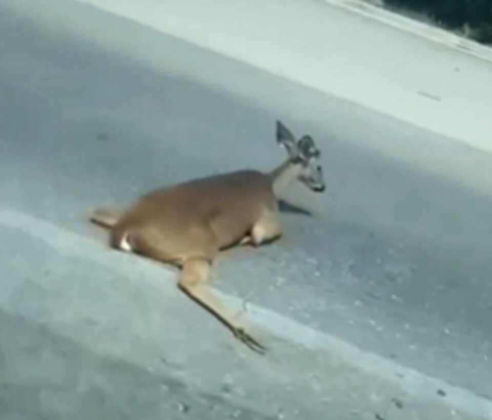infoqroomex's tweet card. Venado atropellado en la Riviera Maya es atendido y trasladado para su recuperación. Fue arrollado en la carretera federal 307.