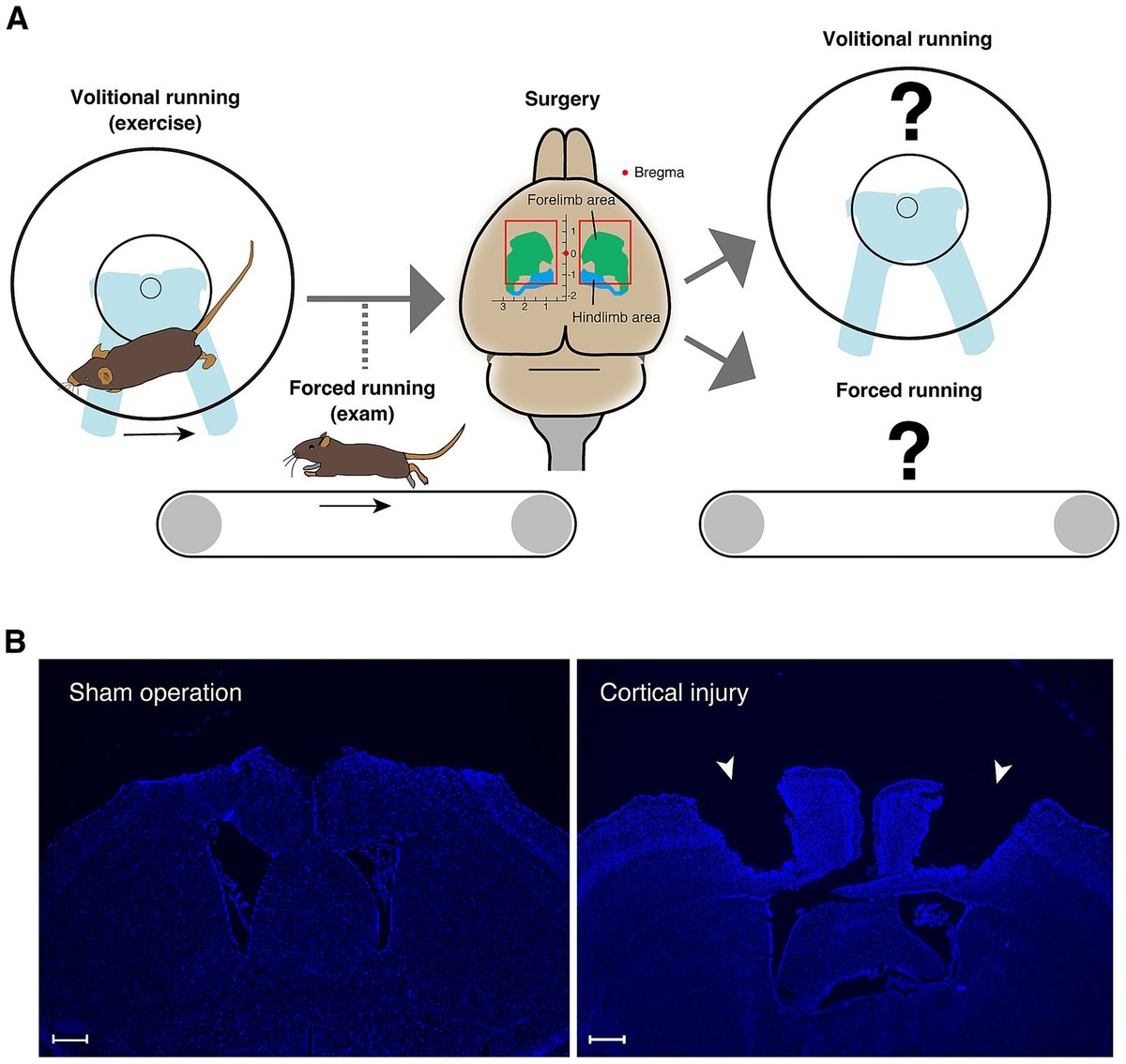 FrontNeurosci's tweet card. The coordination of various brain regions achieves both volitional and forced motor control, but the role of the primary motor cortex in proficient running m...