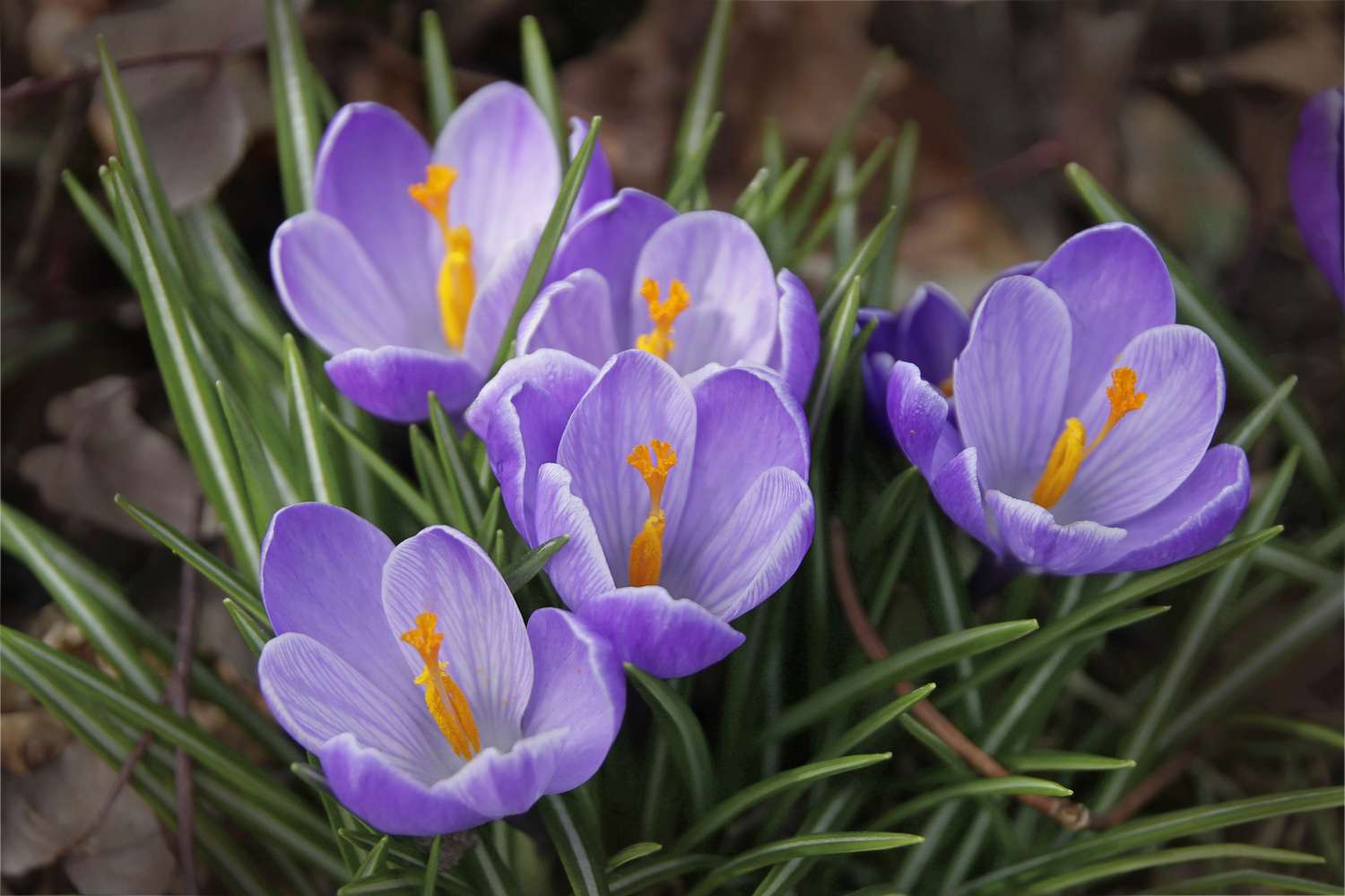 Dwell360's tweet card. Plant these expert-recommended bulbs in fall for a garden full of vibrant, low-maintenance flowers come spring. Plus, tips for getting the timing and care just right.