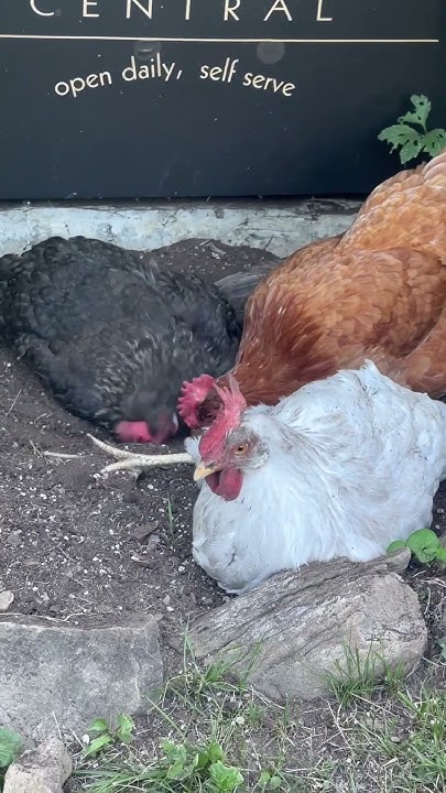 mikemasm's tweet card. Sophie relaxing with a dust bath. Suzie and the ladies joining in