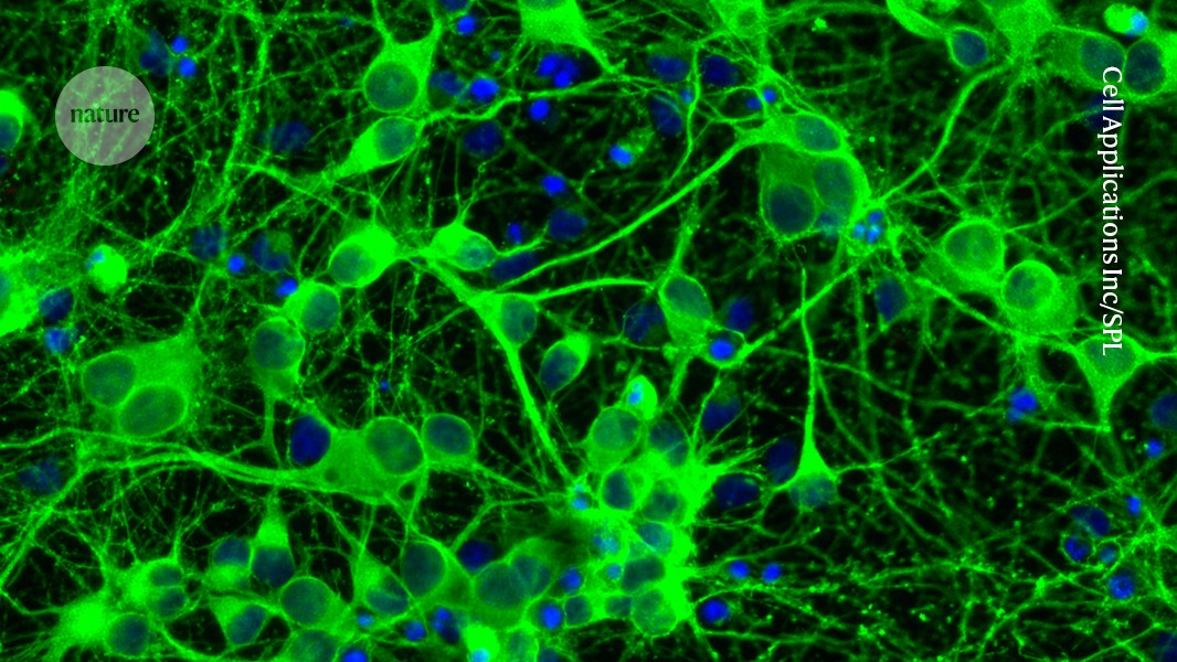 M_r_R_o_b_o_t_'s tweet card. Nature - Study in rats shows that a key brain signal linked to memory formation deteriorates after broken sleep.