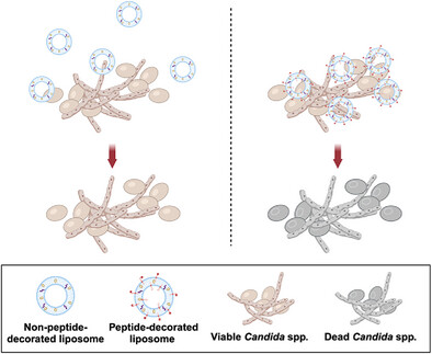 ShuklaLab's tweet card. Candida infections can be extremely difficult to treat. Targeted nanoparticles can be used to increase antifungal delivery to infection sites, reduce drug toxicity, and improve infection clearance....