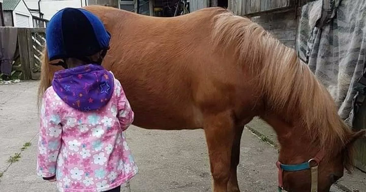 RSPCAHull's tweet card. A tweet by Missing Pets GB suggested Peter has been found - but the owners' worst fears have been realised