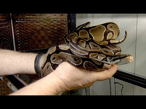 RoyalPythonFans's tweet card. Third ball python found on Burnaby Mountain since July
