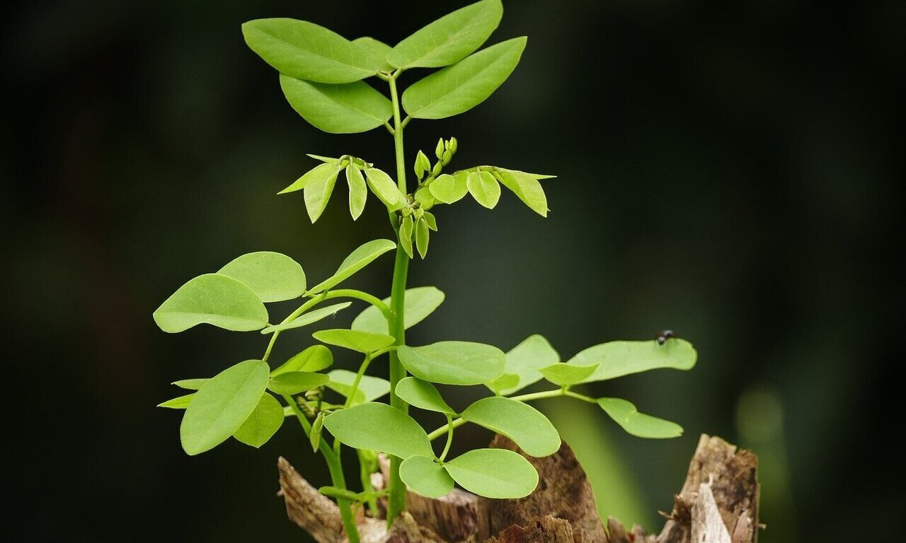 physorg_com's tweet card. Most research on plant stem cells focuses on the tips of roots and shoots, where growth occurs in height. But biologist Kirsten Ten Tusscher from Utrecht University explains that thickness growth is...